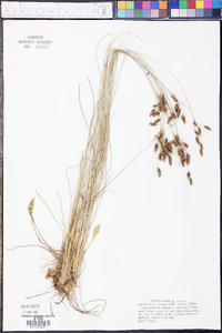 Fimbristylis castanea image