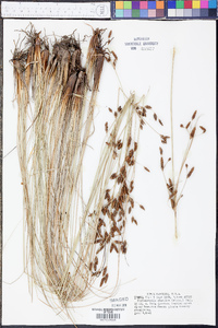 Fimbristylis castanea image