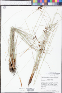 Fimbristylis castanea image