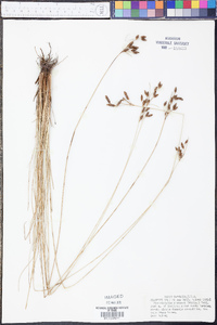 Fimbristylis castanea image