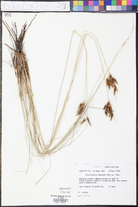 Fimbristylis castanea image