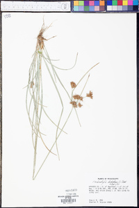 Fimbristylis dichotoma image