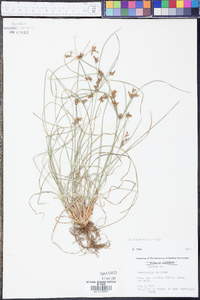 Fimbristylis dichotoma image