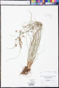 Fimbristylis dichotoma image