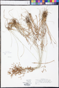 Fimbristylis dichotoma image