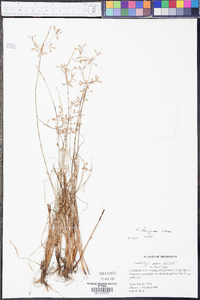 Fimbristylis decipiens image