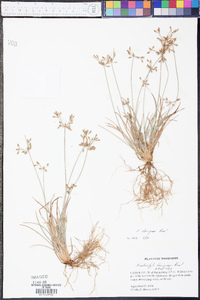 Fimbristylis decipiens image