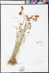 Fuirena breviseta image