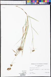 Fuirena breviseta image