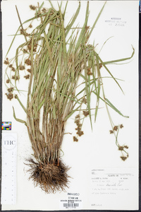 Fuirena breviseta image