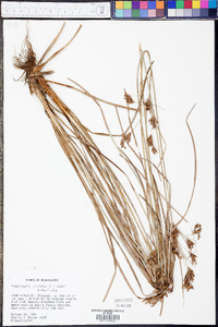 Fimbristylis dichotoma image