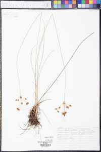 Fimbristylis puberula image