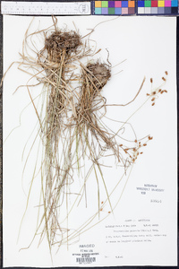 Fimbristylis puberula image