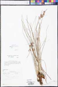 Fimbristylis tomentosa image