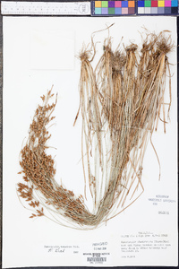 Fimbristylis dichotoma subsp. podocarpa image