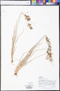 Fimbristylis tomentosa image