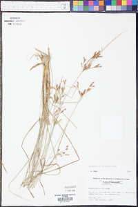 Fimbristylis tomentosa image