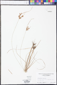 Fimbristylis tomentosa image