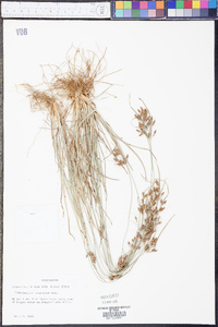 Fimbristylis tomentosa image