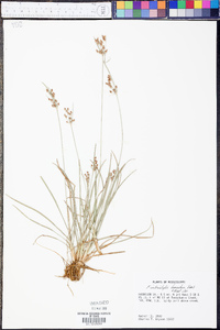 Fimbristylis tomentosa image