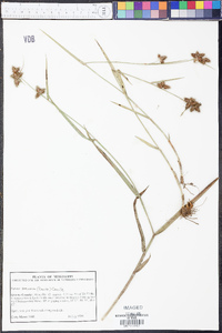 Fuirena breviseta image