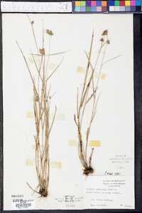 Fuirena breviseta image