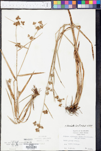 Fuirena breviseta image