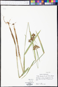 Fuirena breviseta image