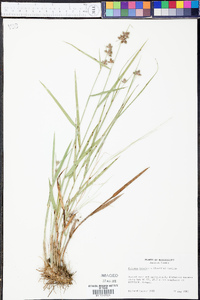 Fuirena breviseta image