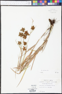 Fuirena breviseta image