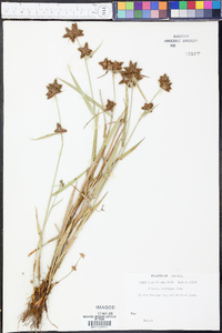 Fuirena breviseta image