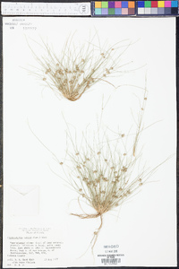 Fimbristylis vahlii image