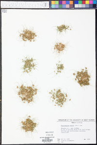 Fimbristylis vahlii image