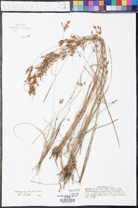 Fimbristylis tomentosa image