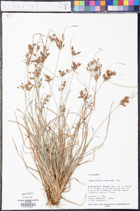 Fimbristylis tomentosa image