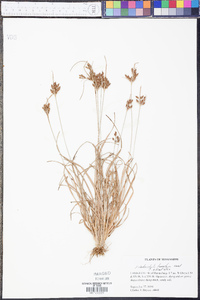 Fimbristylis tomentosa image