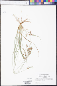 Fimbristylis tomentosa image