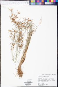 Fimbristylis tomentosa image