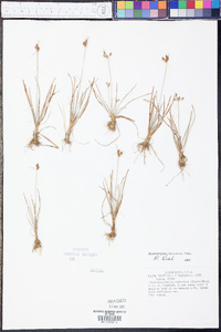 Fimbristylis tomentosa image