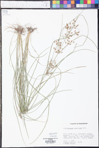 Fimbristylis tomentosa image