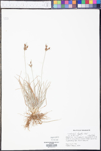 Fimbristylis tomentosa image