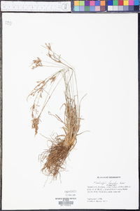 Fimbristylis tomentosa image