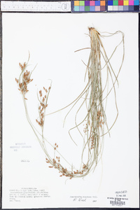 Fimbristylis tomentosa image