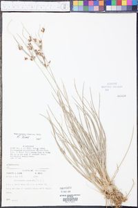 Fimbristylis tomentosa image