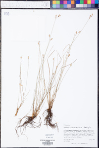 Fimbristylis schoenoides image