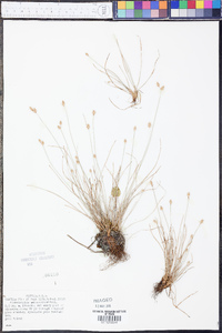 Fimbristylis schoenoides image