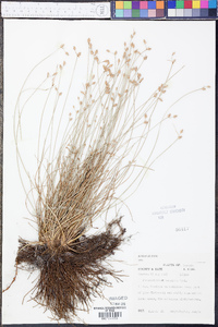 Fimbristylis schoenoides image