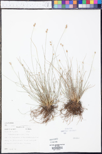 Fimbristylis schoenoides image