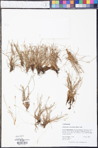 Fimbristylis schoenoides image