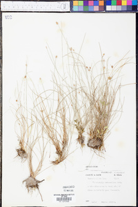 Fimbristylis schoenoides image